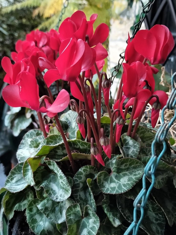 室内！シクラメンも良いけど、ガーデンシクラメンもグラスに生けて長持ちしますよー！