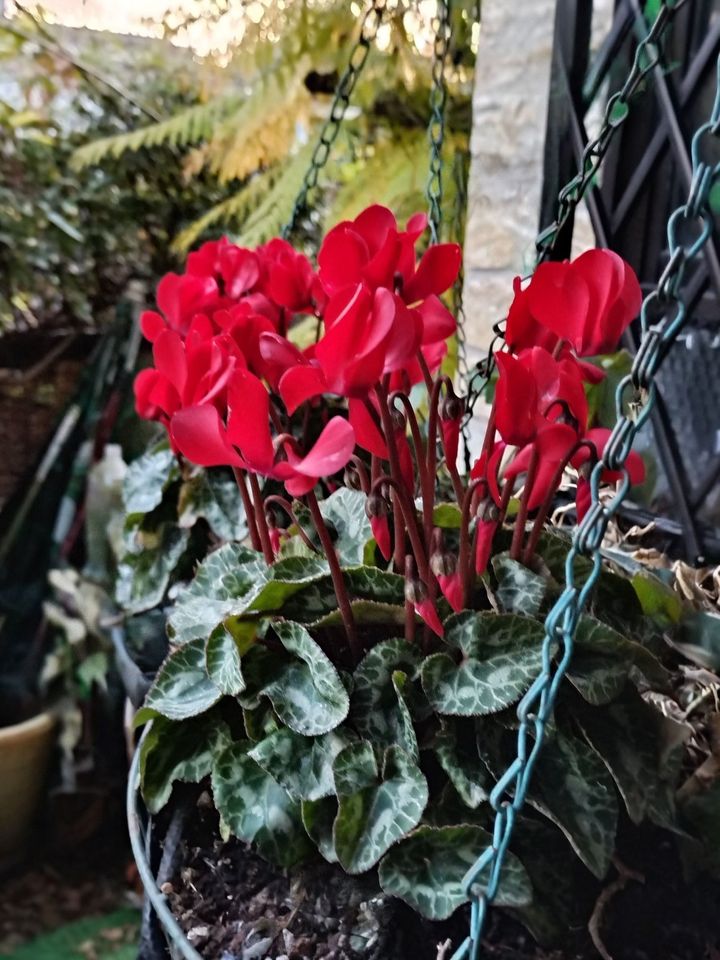 【屋外のガーデンシクラメン】