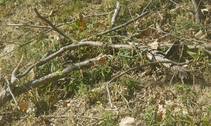 キャンプ場で薪が買えない！？到着時間別・薪の調達ルートと「失敗しない」焚き火術