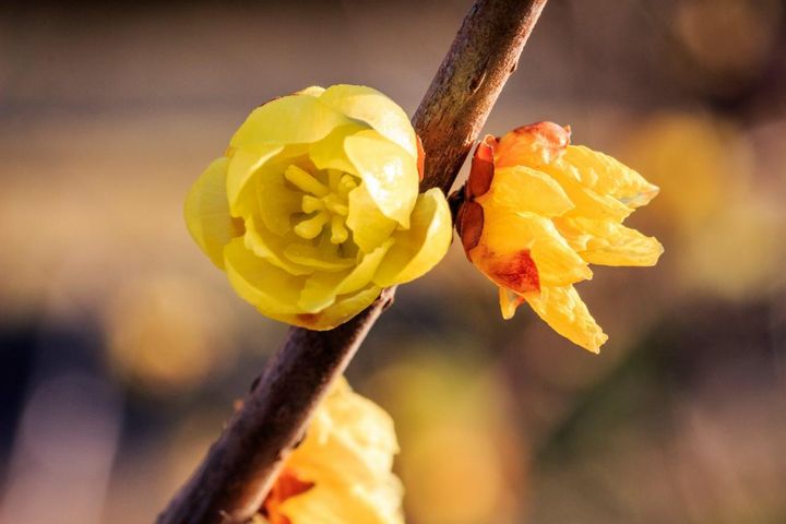 1月11日の花とは？【366日の誕生花と幸せの花言葉】