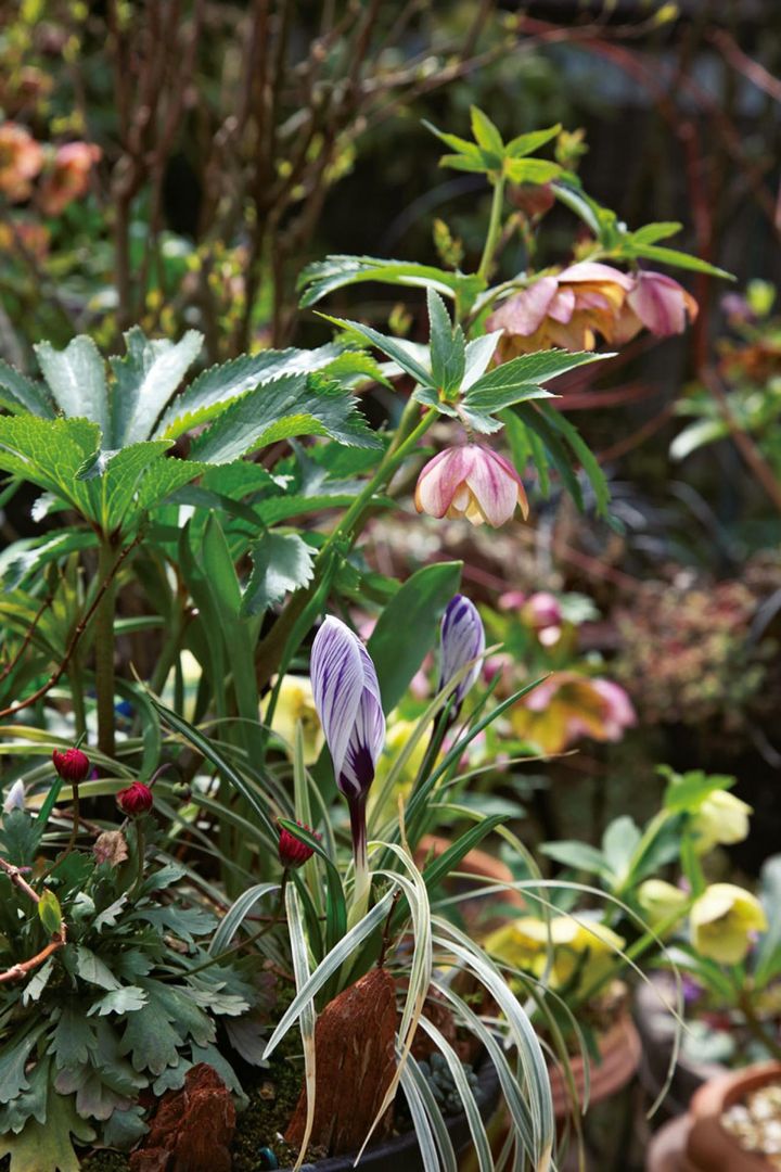 クロッカスとピンクダブルのクリスマスローズとブルーベリーを合わせた1年を通して楽しめる寄せ植えに。
