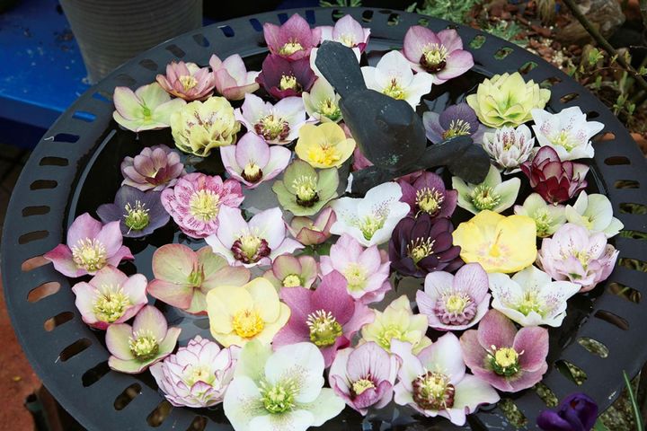 それぞれの花をよく見れば見るほど、すてきな花であふれている非常にぜいたくな水盤。