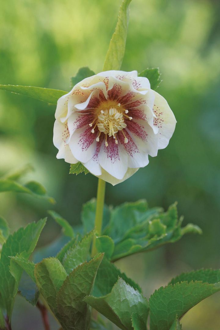 セミダブルの‘ゴールド’から、セルフ（自家受粉）で出た、赤いフラッシュが華やかなダブル。