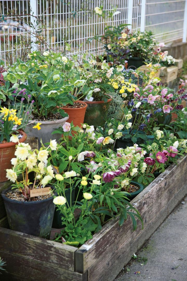 自宅のフェンス沿いに置かれた棚の上にはお宝のクリスマスローズが並び、豪華なコーナーに。