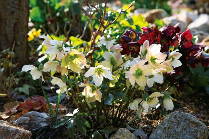 上田さんが管理している「ローズブランチ」の庭で、可憐に咲くニゲル。