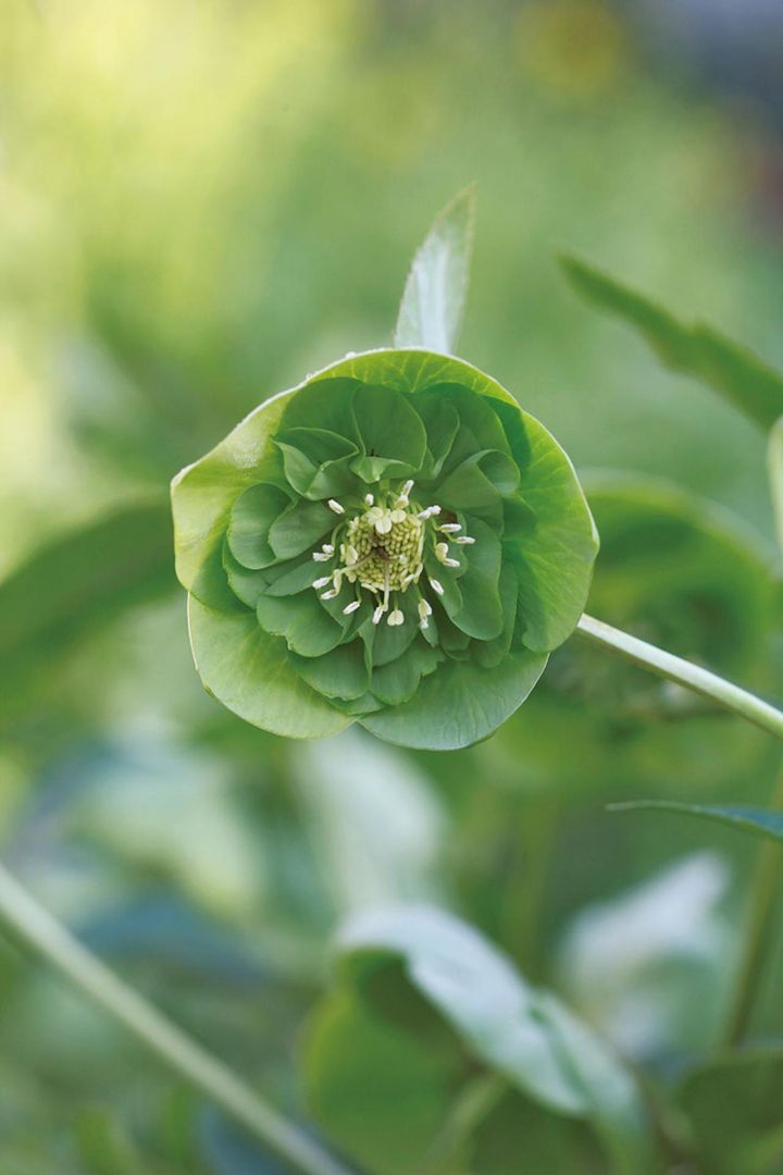 上田さんが交配した小輪カップ咲きのグリーンのセミダブル。