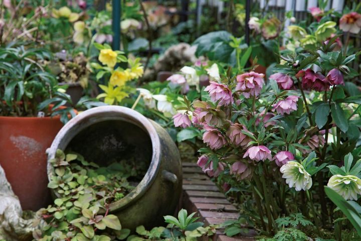 地植えのクリスマスローズと鉢からこぼれ出るように植えたリシマキア。見せ方にもこだわっています。