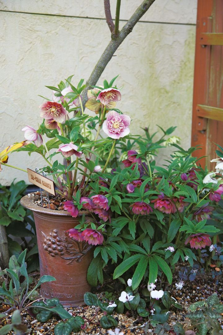 自宅の庭で、備前焼きとウィッチフォードがコラボしたポットにピンクのセミダブルを合わせて。地植えの赤のダブルとの組み合わせが絶妙。