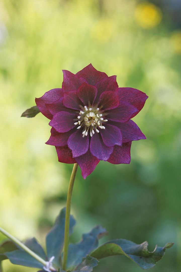 上田さんのお気に入りの花たち きれいなワイン色の平咲きのダブル。