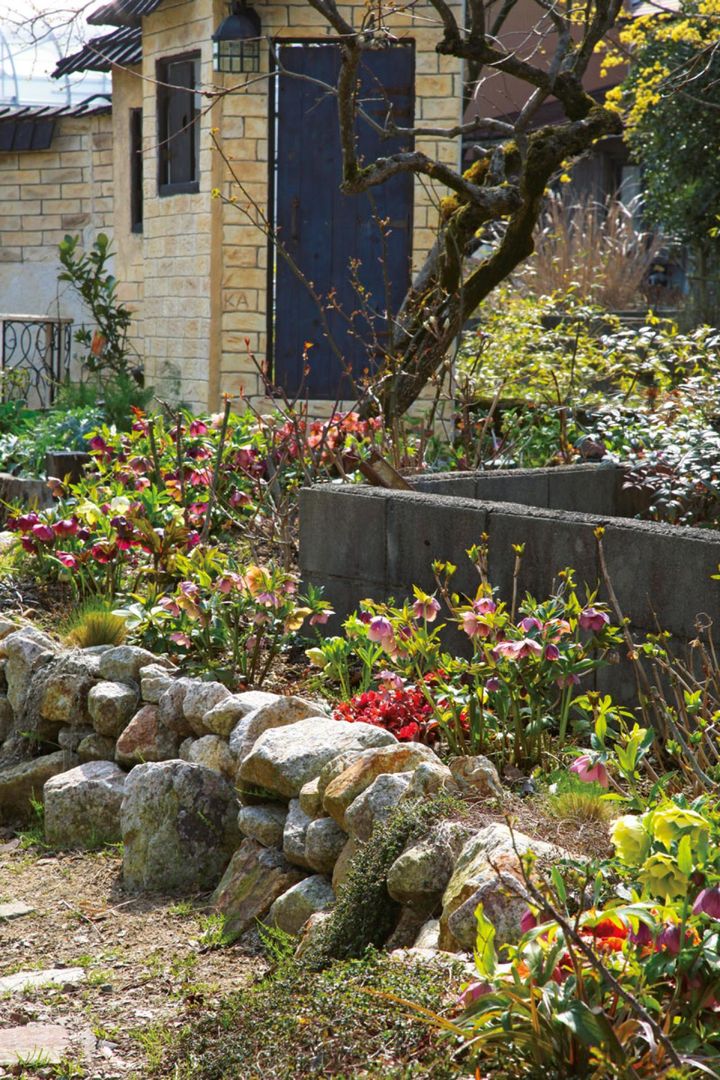 上田さんが管理を任されている、米原市の企業が運営するコミュニティーガーデン「ローズブランチ」のクリスマスローズ。