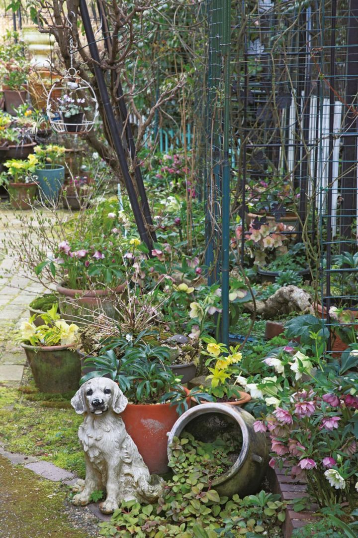 庭の入り口から見た、フェンス沿いに植えられたクリスマスローズ。お宝株も見え隠れし、鉢使いも計算されてワクワクする景色です。