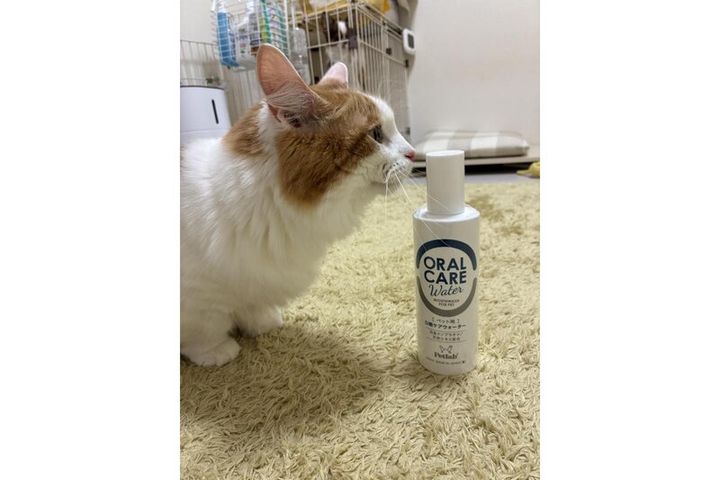 マンチカンのロイちゃん