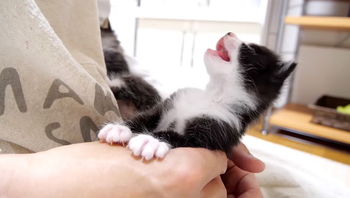 よく鳴く子猫