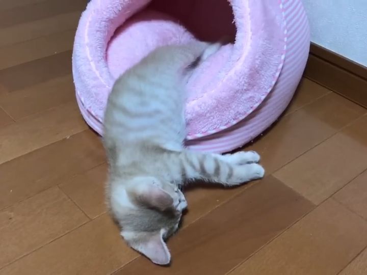 目覚めたばかりの子猫