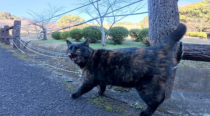 ベンチまで案内してくれた猫