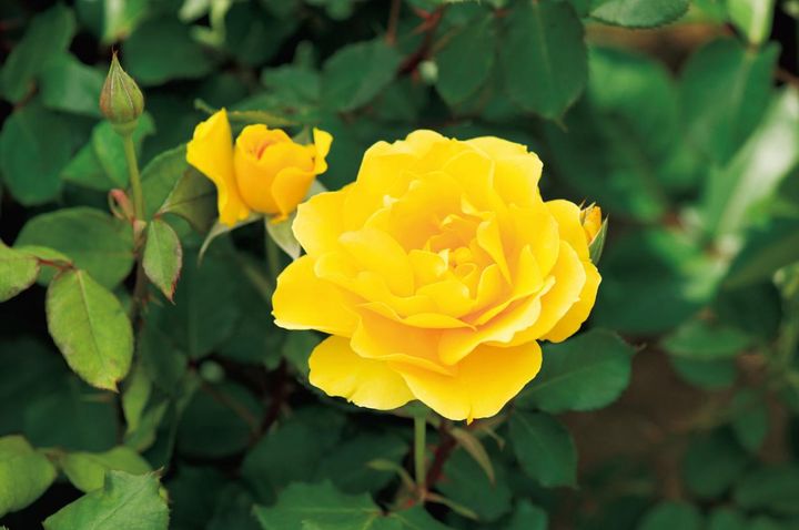 1月12日の花とは？【366日の誕生花と幸せの花言葉】