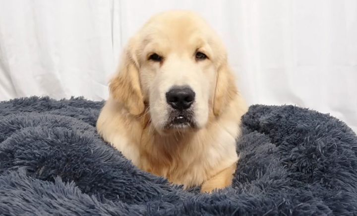 ベッドに座る犬