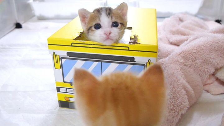 バスで遊ぶ子猫