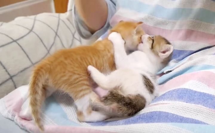 姉猫にかまってピールする子猫