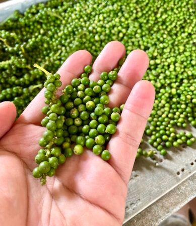 【東京都渋谷区】大阪万博で話題の“1万個完売”生胡椒が代官山 蔦屋書店に初登場！