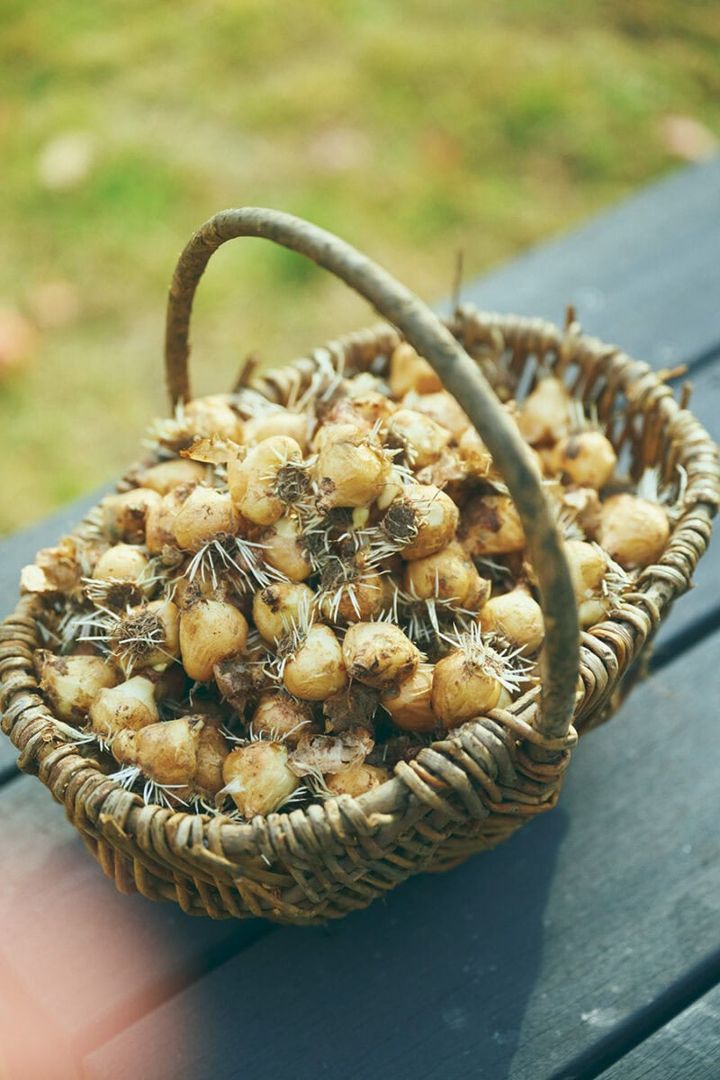カゴの中には「今日、このあと植える予定なんです」というムスカリの球根が200個ほど。春先にブドウのような形状の青い花を咲かせる。