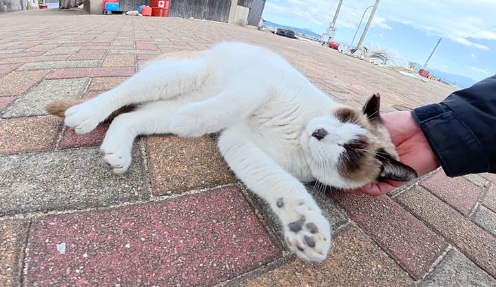 撫でられるタヌキ猫