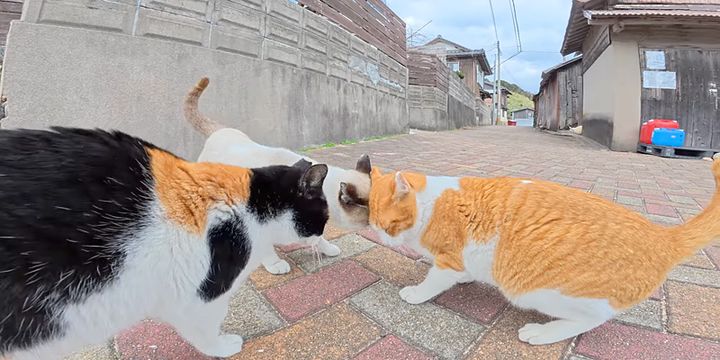 頭突きする猫達
