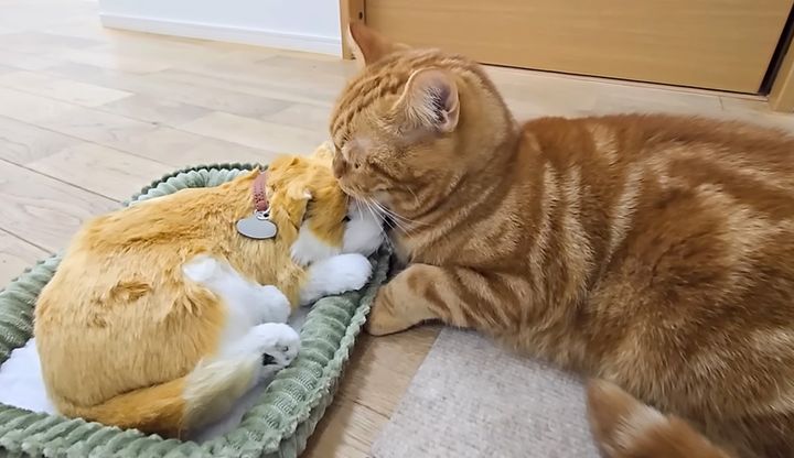 子犬の世話をする猫