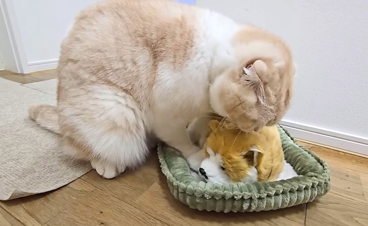 子犬を毛づくろいする猫