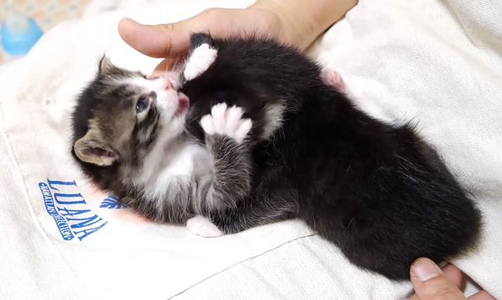 毛づくろいする子猫達