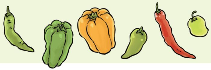 さまざまな種類の唐辛子とパプリカを並べて描いたイラスト。緑、黄色、赤など色や形の違いが分かる。