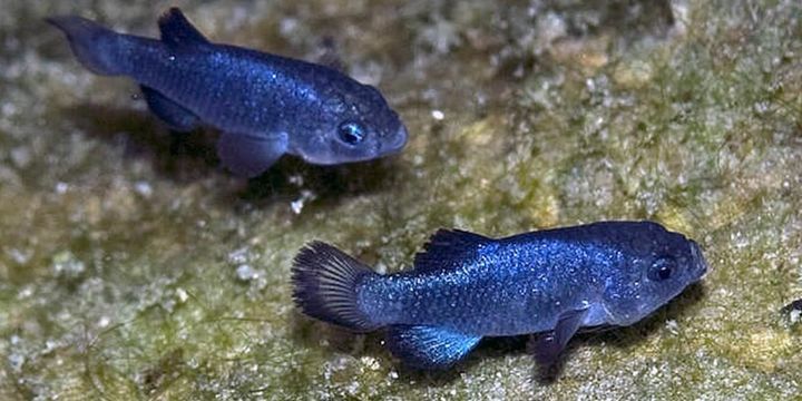 砂漠の小さな水たまりで始まる“地獄モード”生活