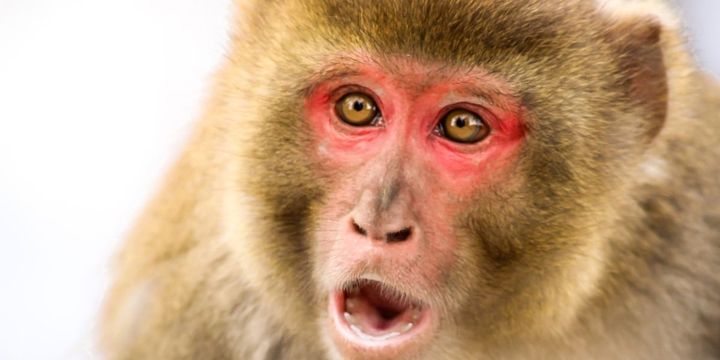 なぜ子どもが生まれない行動が進化で残るのか