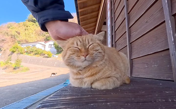 ナデナデされる猫