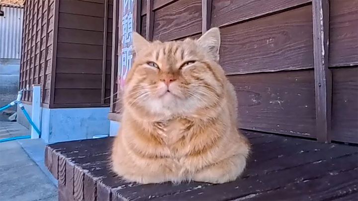 ベンチでまったりする猫