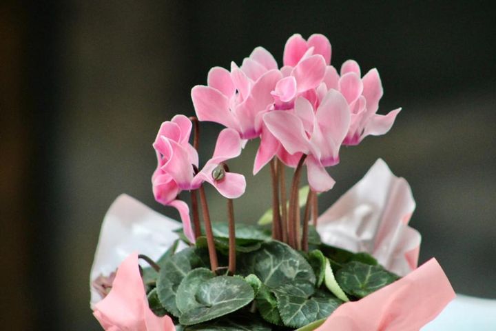 サーモンピンクの花色