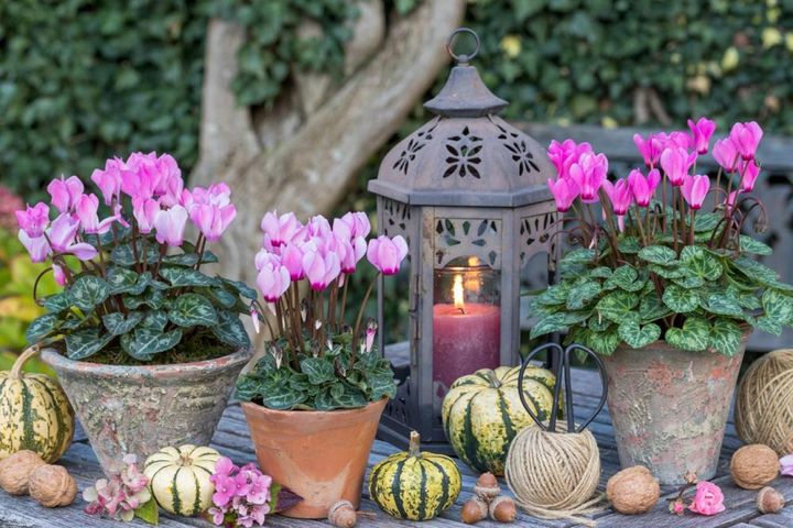 戸外で咲き続けるガーデンシクラメン