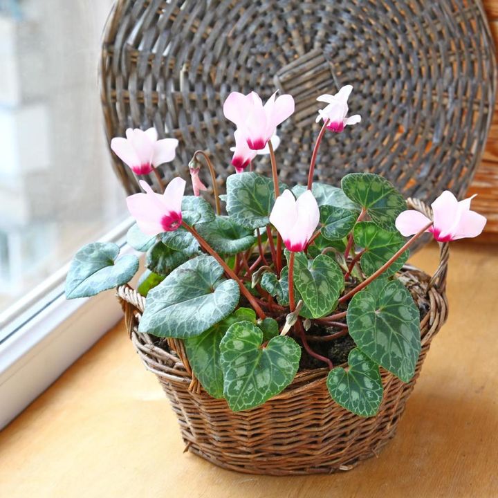 日当たりよい室内で楽しむタイプ