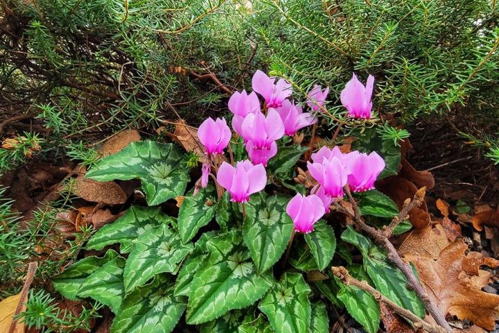 庭で低木の株元を飾るガーデンシクラメン