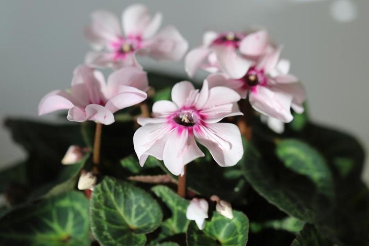 花弁がそり返らないタイプ