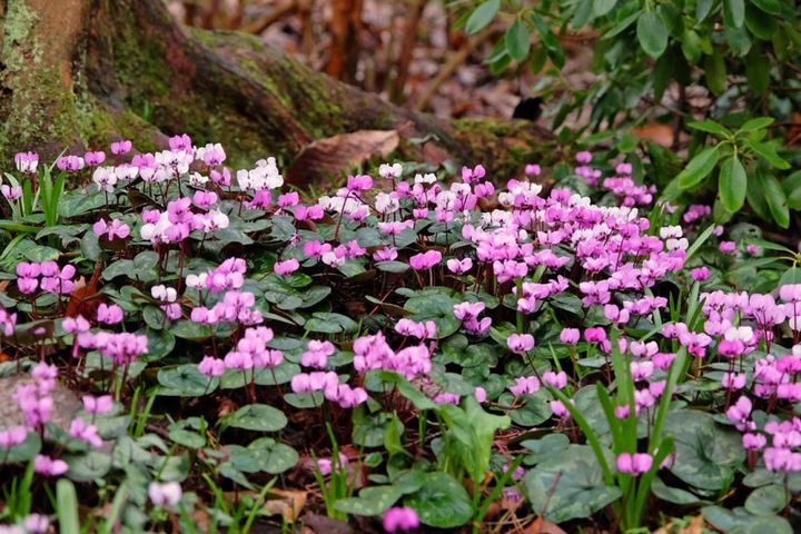 シクラメン・コウム