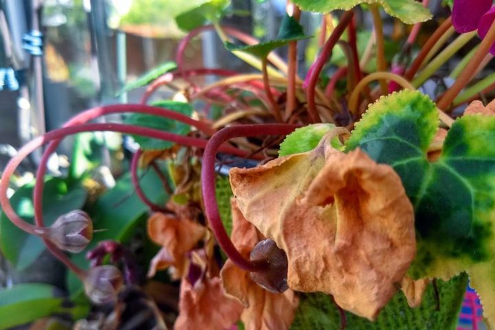 気温が上昇するにつれて葉は枯れる