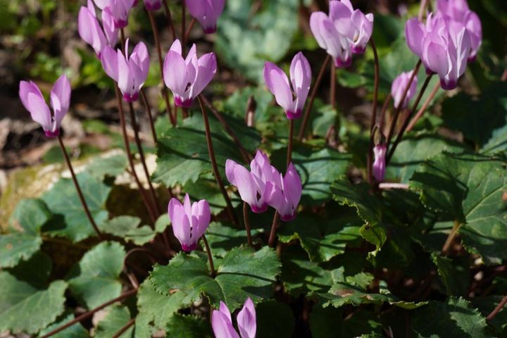 シクラメン・ペルシカム