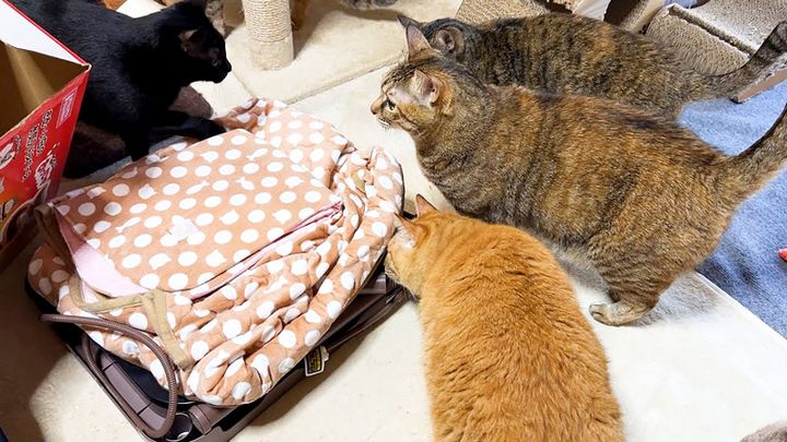 こたつが気になる猫達