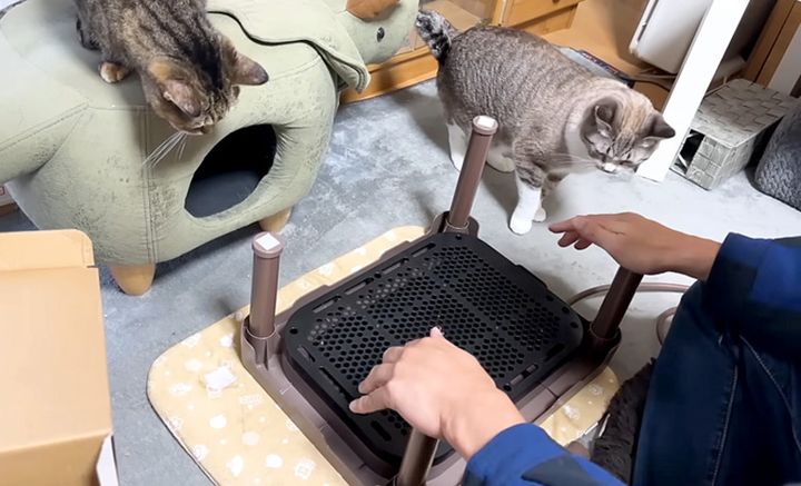 こたつが気になる猫達