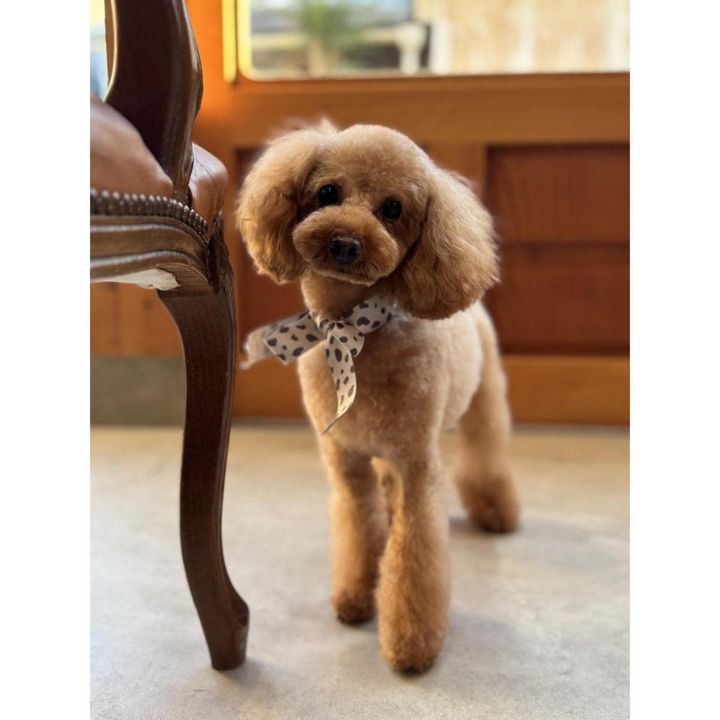 トイプードルのはなちゃん