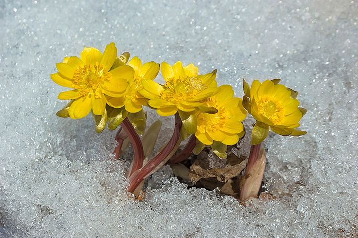 キタミフクジュソウ