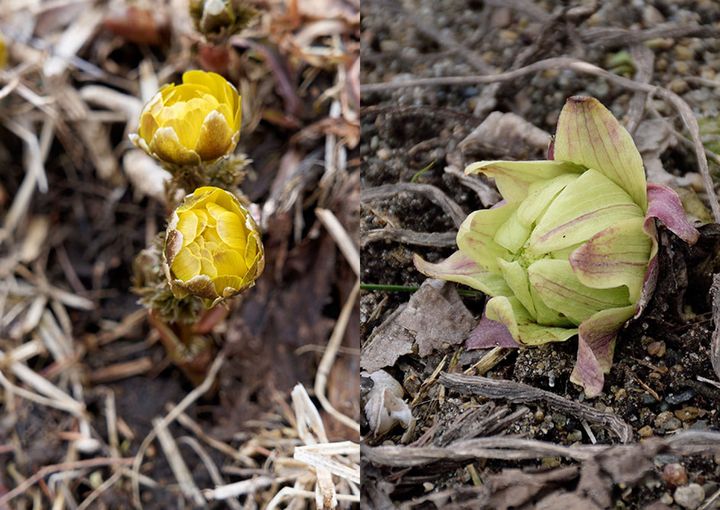 フクジュソウとフキノトウ