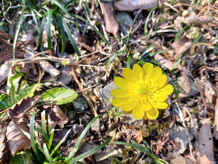 ミチノクフクジュソウ