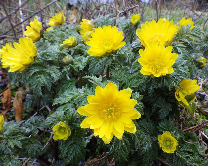 シコクフクジュソウ